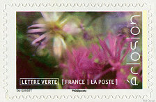 Image du timbre L'osteospermum