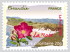 Picardie - La rose