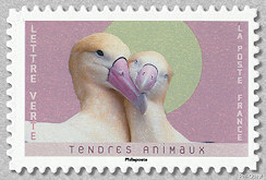 Albatros à queue courte