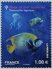Ange de mer impérial - Pomacanthus Imperator