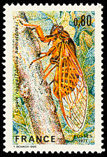Cigale rouge - Tibicina Hæmatodes