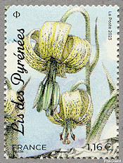 Lis de Pyrénées  (Lilium pyrenaicum)