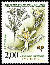 Image du timbre Lys de mer ou Pancratium maritimum