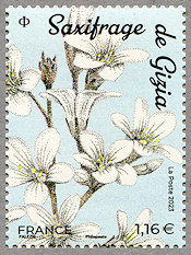 Image du timbre Saxifrage de Gizia (Saxifraga giziana)